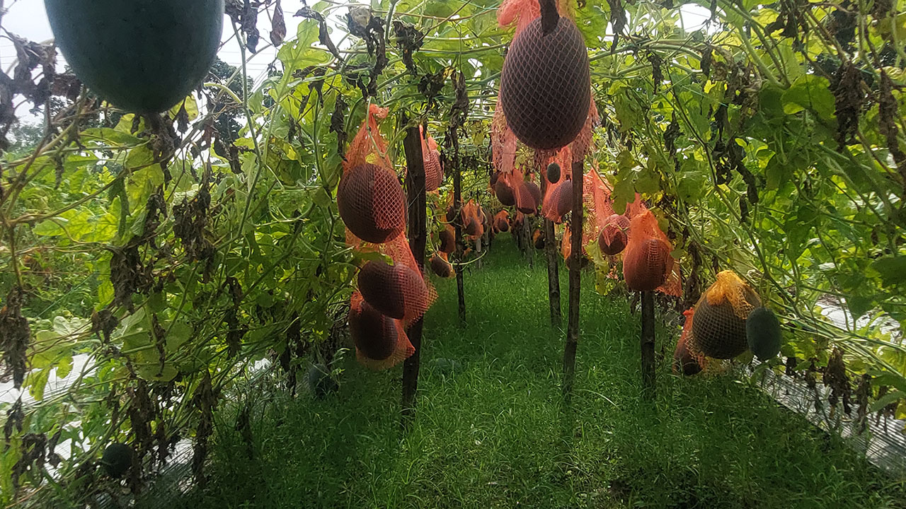 মালচিং পদ্ধতিতে নতুন জাতের তরমুজের চাষ, লাভের আশায় কৃষক