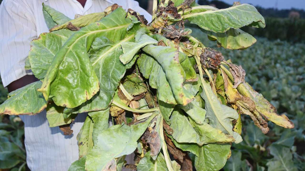 রাজবাড়ীতে আগাম ফুলকপির ক্ষেতে ব্যাকটেরিয়ার আক্রমণ